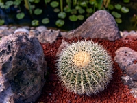 San Miguel de Allende, El Charco del Ingenio Jardín Botánico